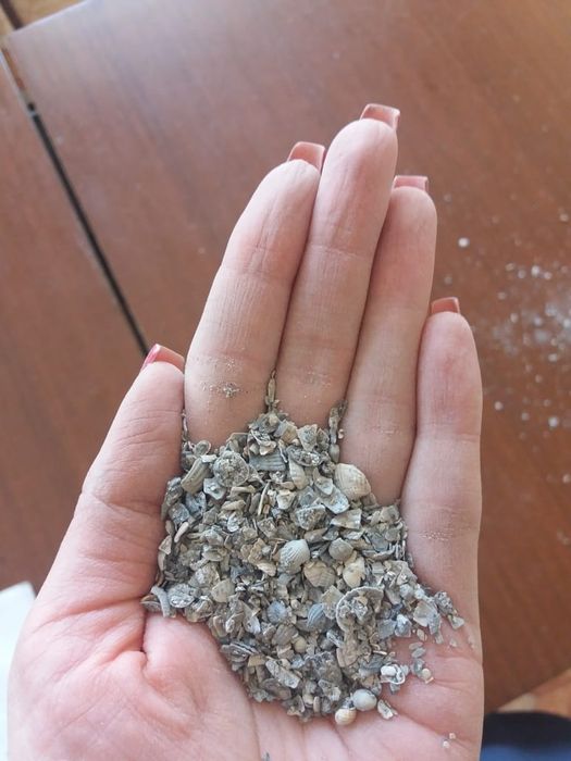 Ракушка оптом и в розницу