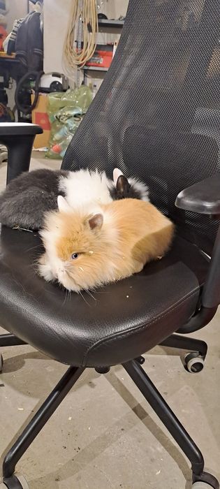 Vând iepuri pitici cap de leu