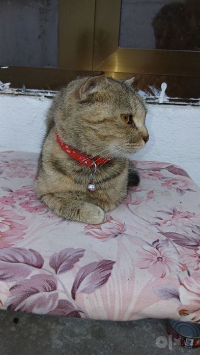 Кошка в добрые руки
