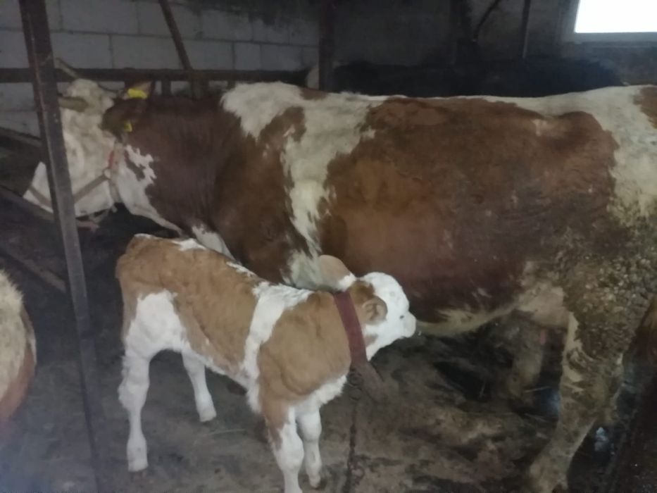 Vaca cu vițel bălțată de vanzare