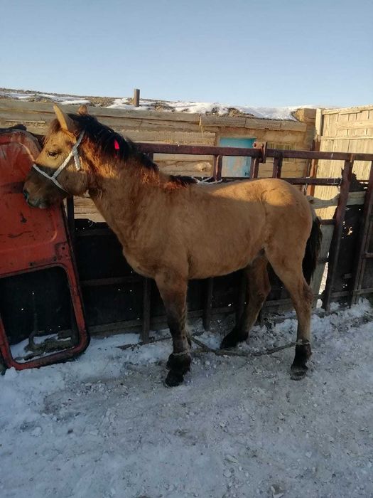 продаю жеребца, айғыр сатылады