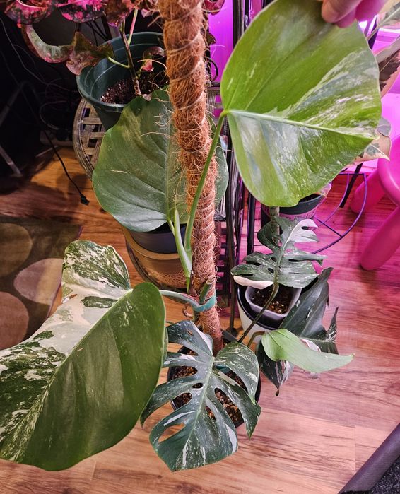 Продам комнатные растения