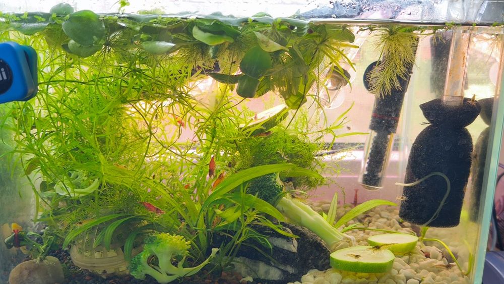 Creveți - Plante Acvariu - Melci asasini