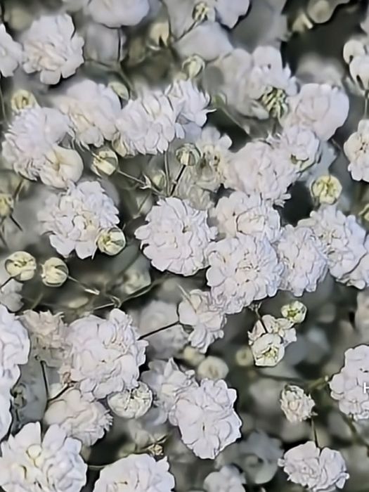 Гул кучат ва уруглар Тошкент