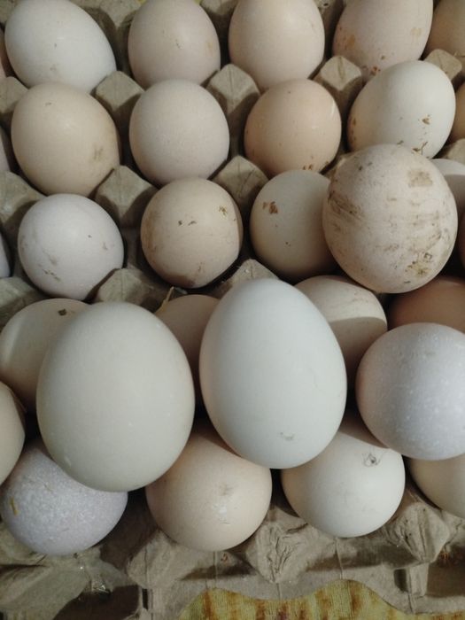 Продам инкубационное яйцо кур