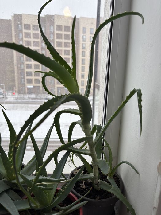 Алоэ вера и алоэ столетник