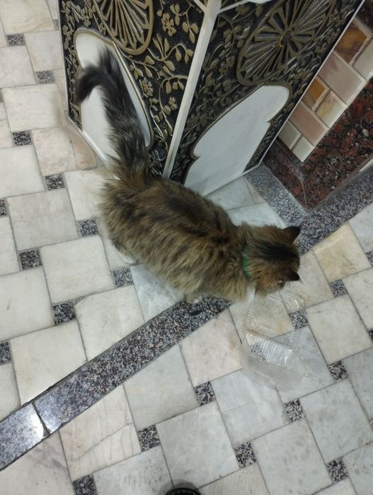 Пушистый котёнок