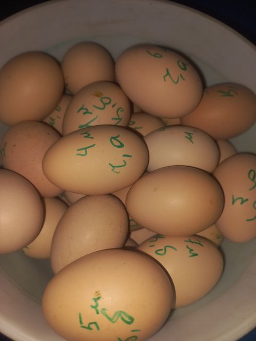 Жужа очириш учун тухумлар сотилади