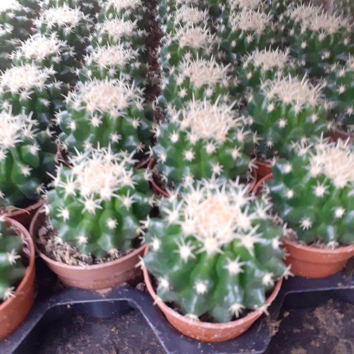 Cactuși și plante suculente