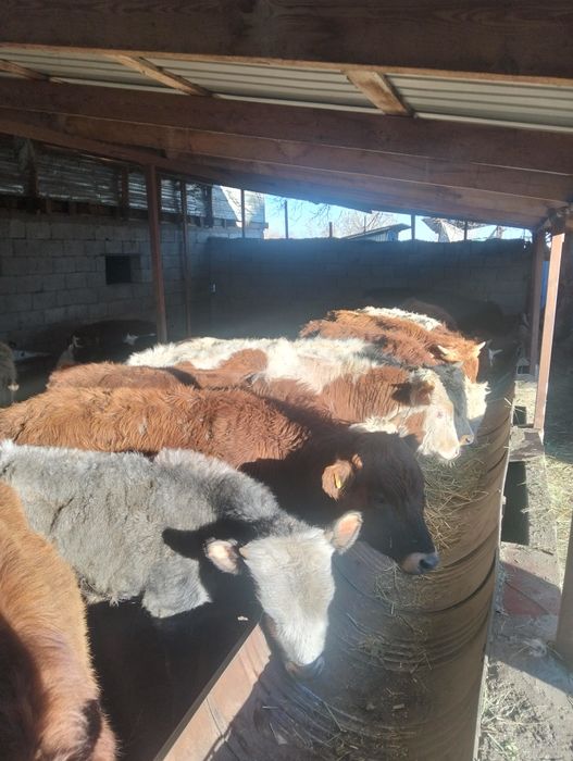 Бычок бука сатылад