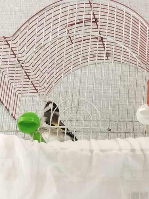 Кокл йили сайрода йири куш