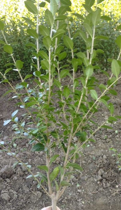 Лигуструм - жив плет