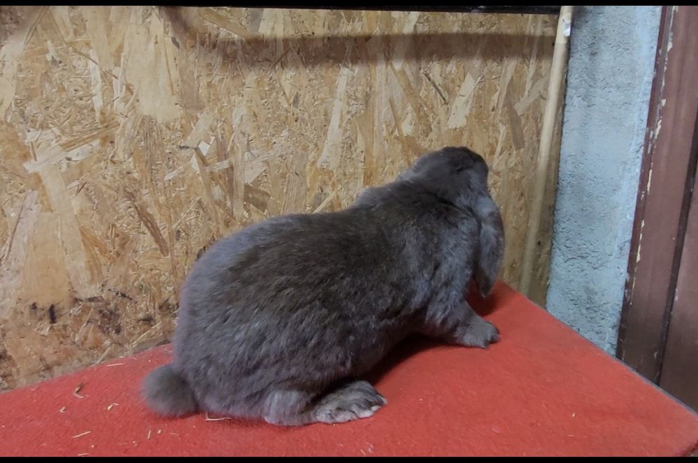 Iepuri berbec german