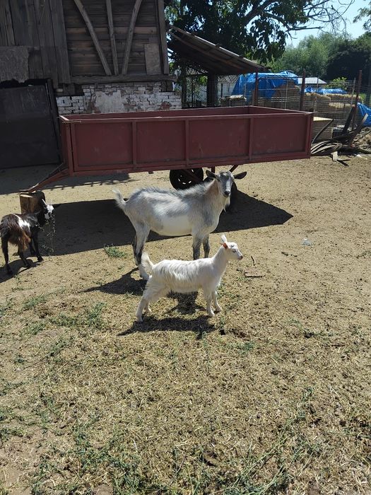 Vând urgent  și convenabil capre și  iezii