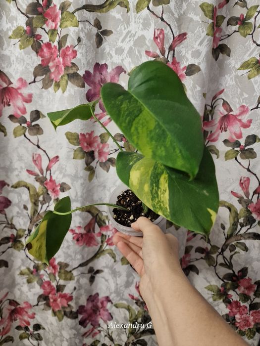 Монстеры три вида г.Абай