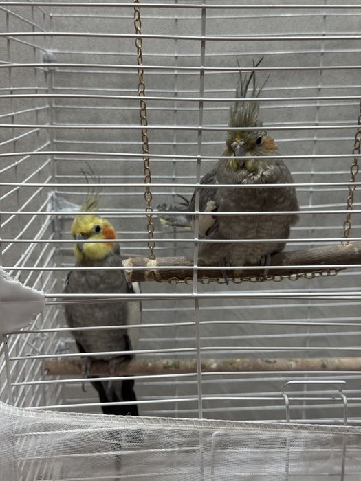 Папугай корелла 2 шт