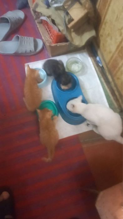 Отдам в хорошие и добрые руки