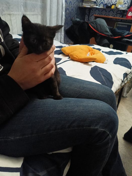 Отдам котенка в добрые руки, девочка