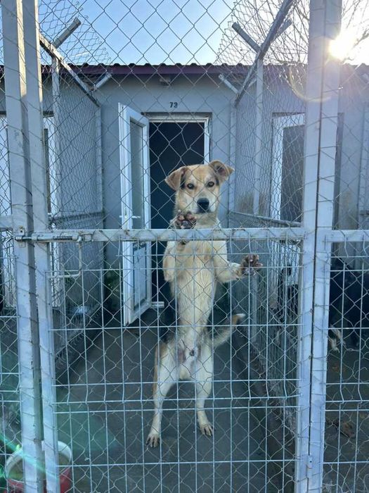 Adopta un caine - un sufletel are nevoie de stapan!