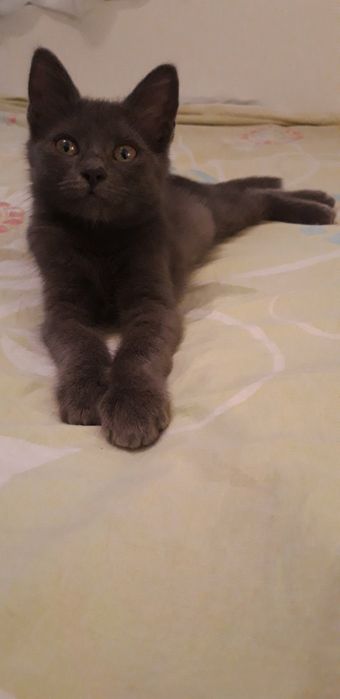 Подарявам коте на 2 -3месеца
