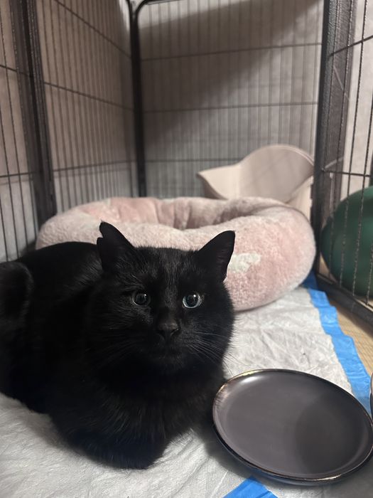 Отдам кота в добрые руки