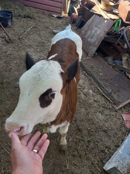 Vand vitea din vaca bună de lapte.