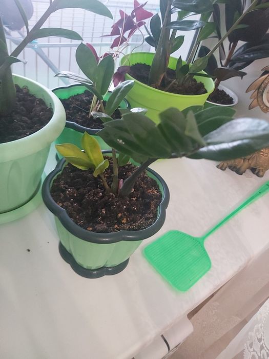 Дерево долларовое