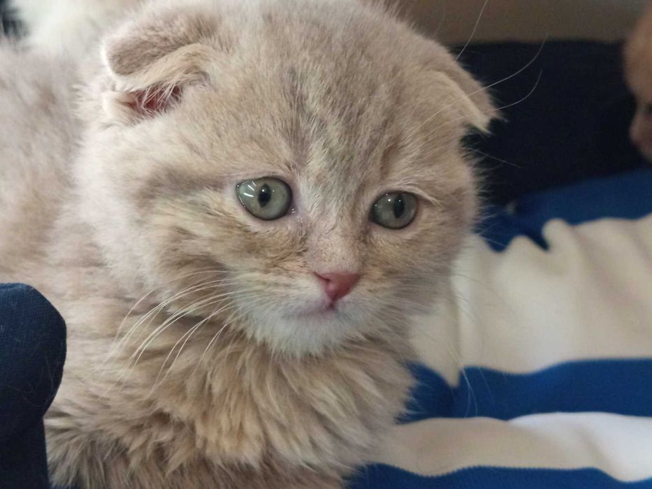 Шотландски клепоухи котенца