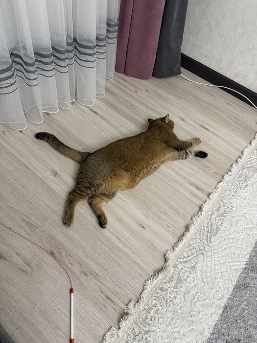 Отдам котика в добрые руки, scottish straight