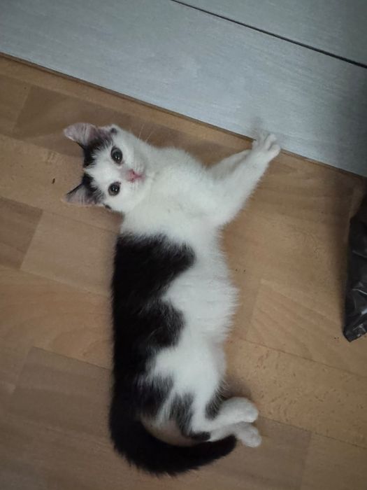 Отдадим в хорошие руки кошечку