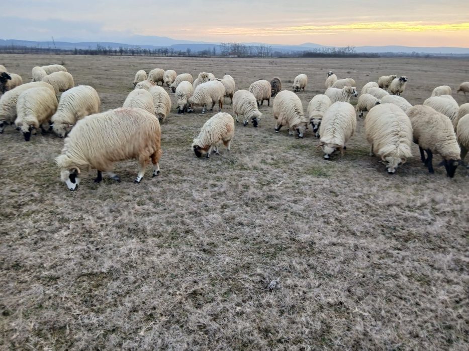 Vând  oi  și mânz