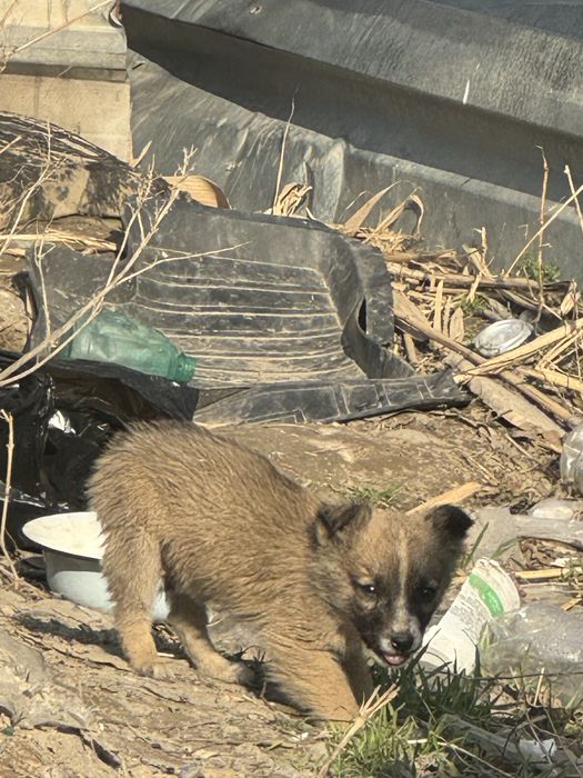 Щенки в добрые руки