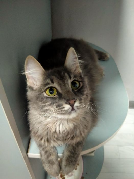 Отдам даров кошек