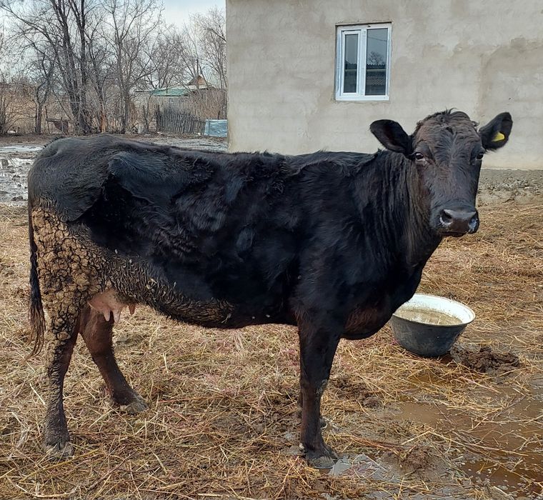 Продам молочную корову