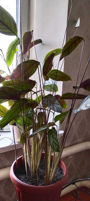 Комнатные цветы в горшках