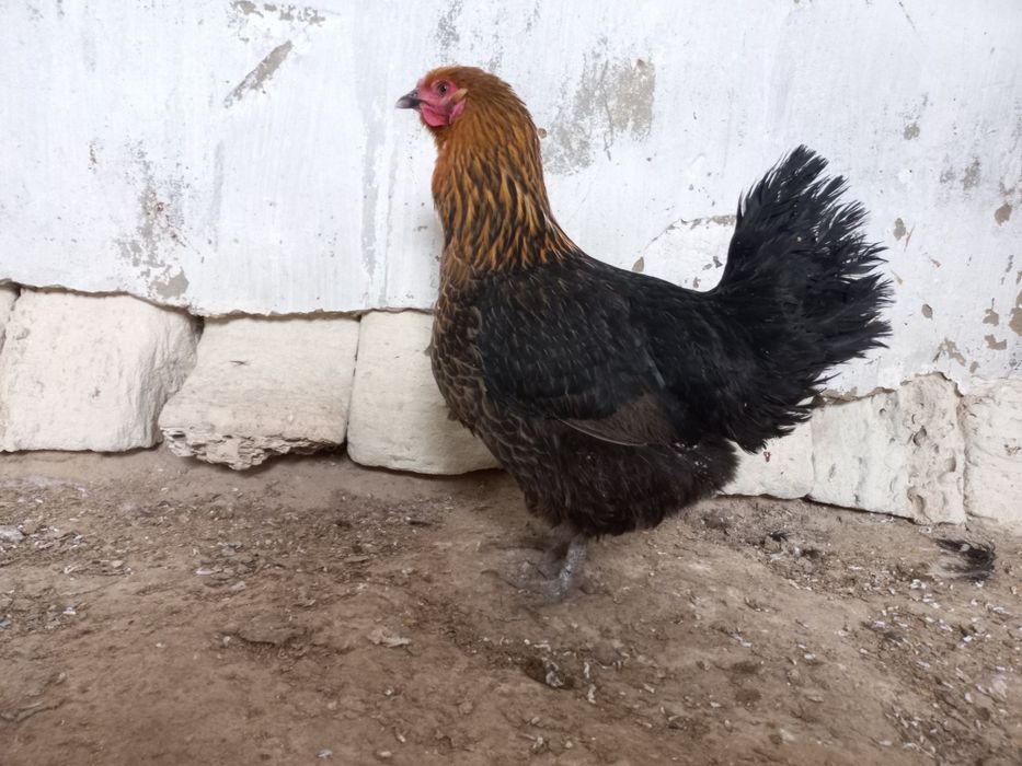 Тауыктар сатылады