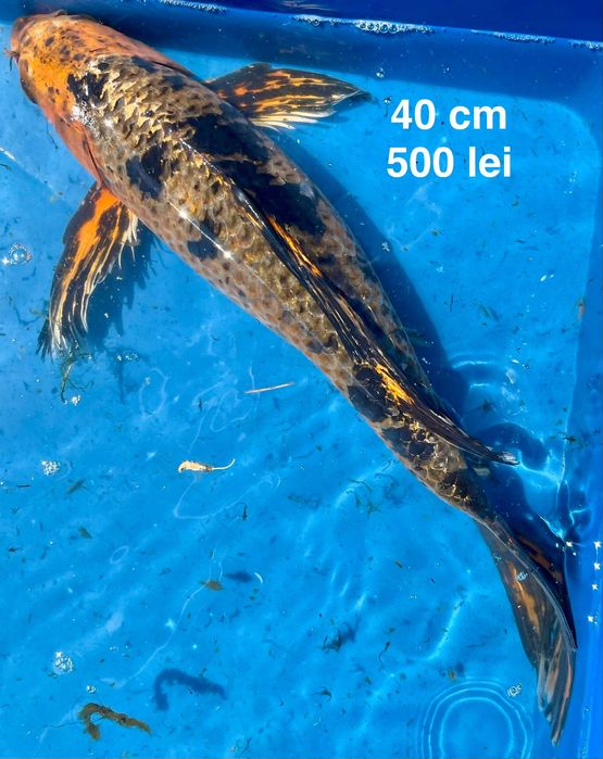 Crapi koi, sturion nisetru siberian, dimensiuni mari din iazul propriu