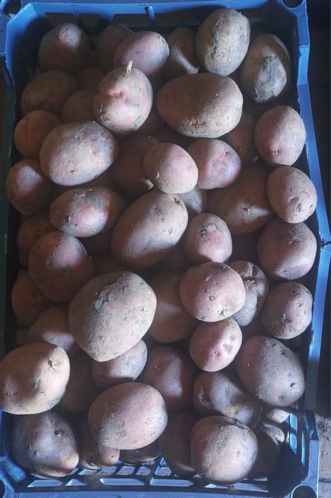 Продам картофель