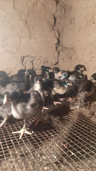 Qora shaxzoda zotli jojalari va urug'li tuxumlari