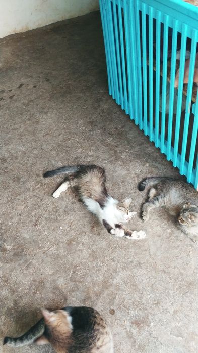 Передержка гостинница кошек котят