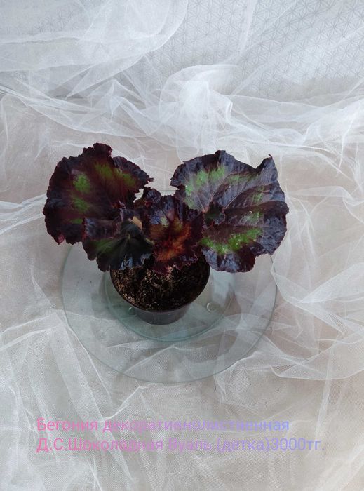 Комнатные растения