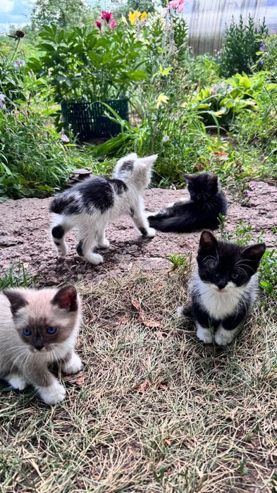 Отдам котят в добрые руки
