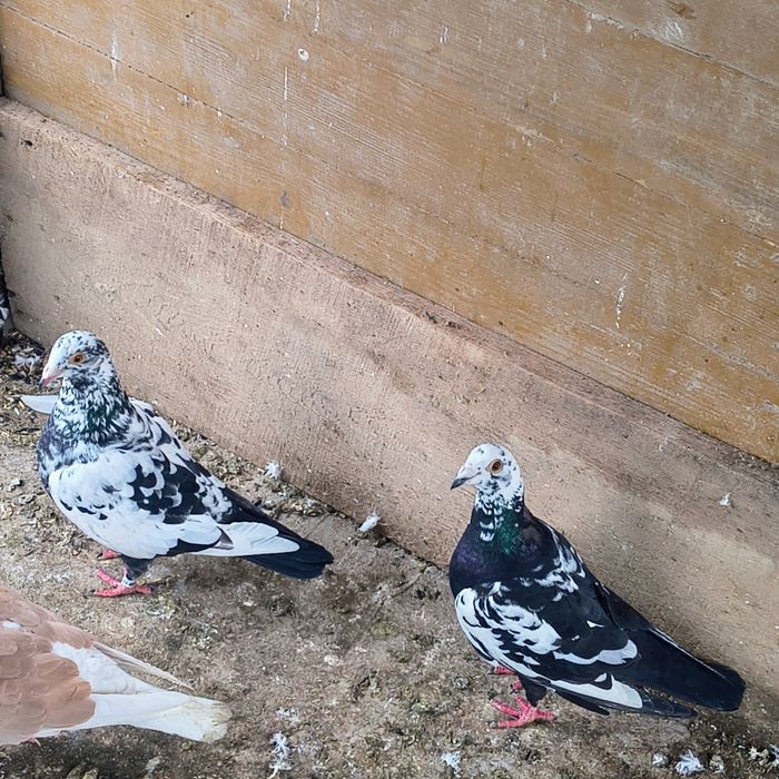 Vând o pereche de porumbei meulemans