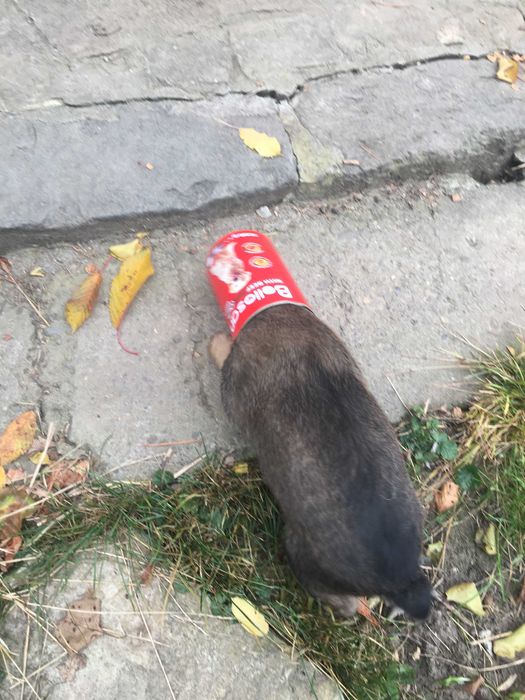 Donez căței metiși ciobănesc belgian