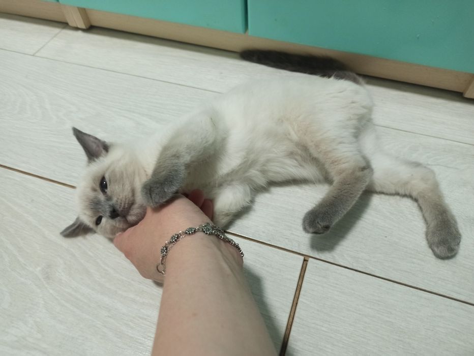 Отдам в добрые руки ласковая кошечка