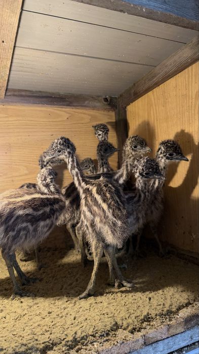 Голямо Ему бебета