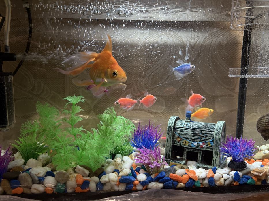 Отдам рыбок (без аквариума)