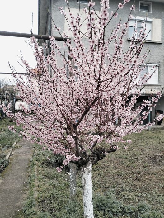 Продава се Къща в Баня - 206 кв.м за 874 €/кв.м - Снимка #15