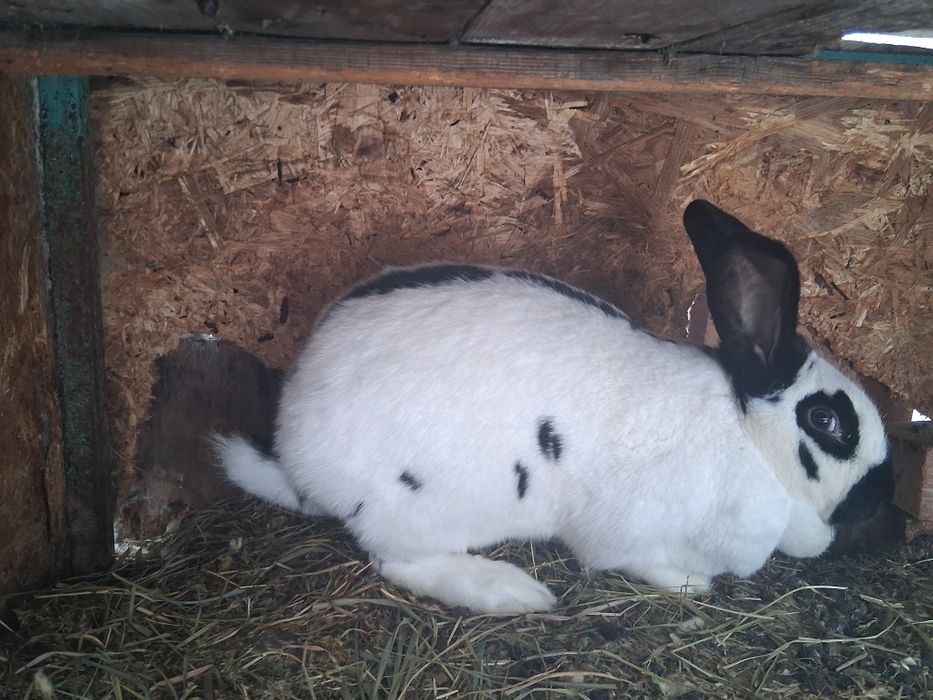 Vând sau schimb Femelă fluture