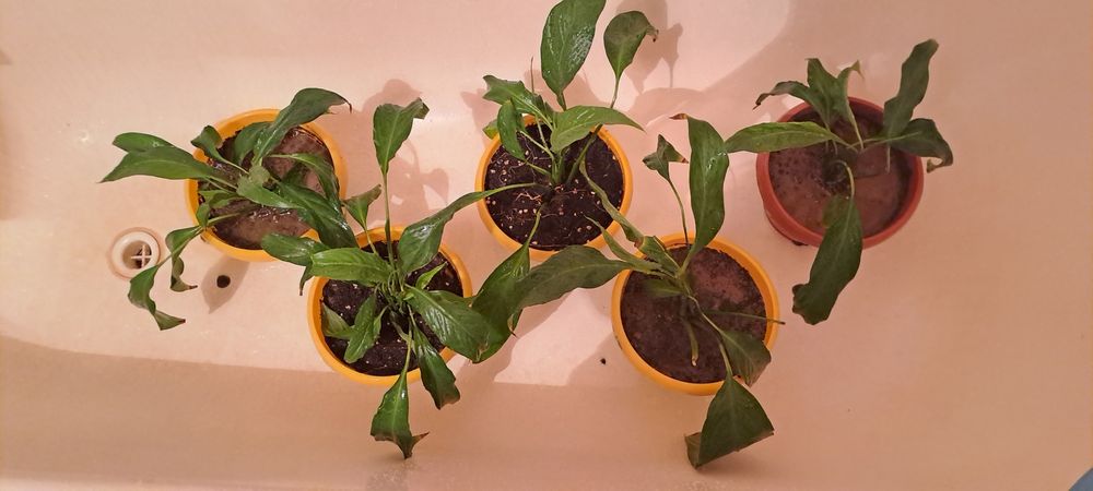 Цветы женская счастья